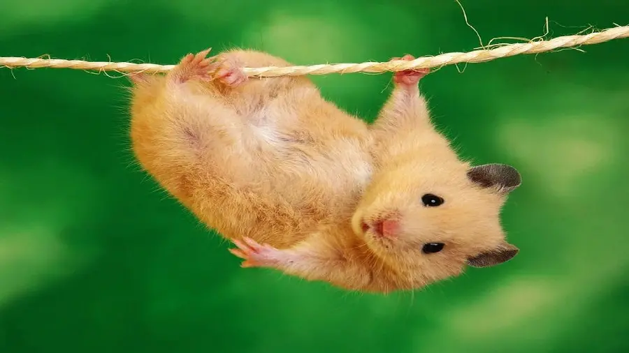 Photo of a funny hamster