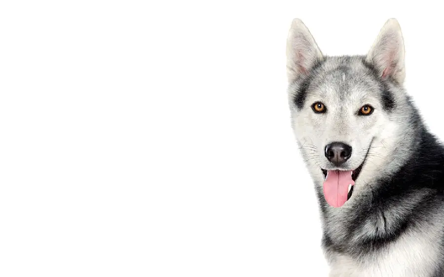 Free download of high-quality photos of a red husky