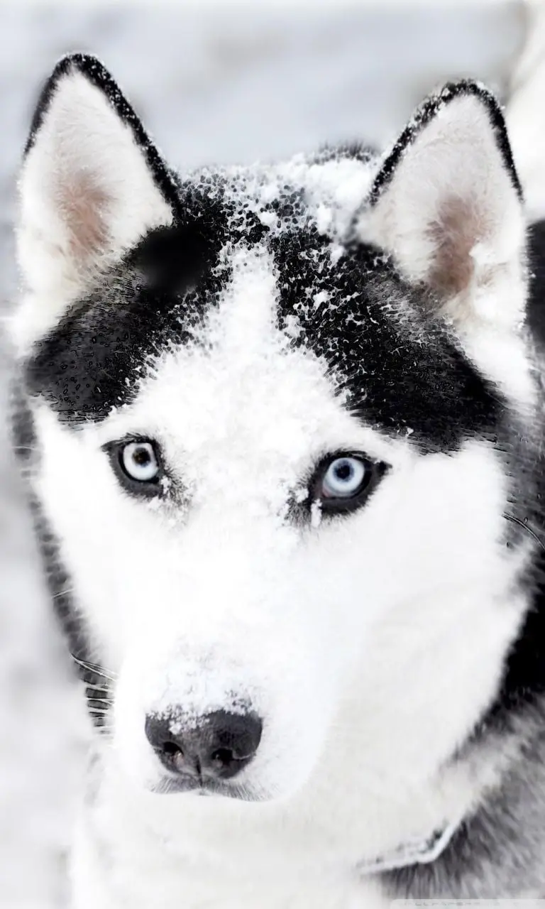 iPhone wallpaper of a cute adult husky face