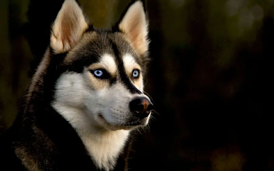 Cool profile picture of a husky dog ​​for desktop background
