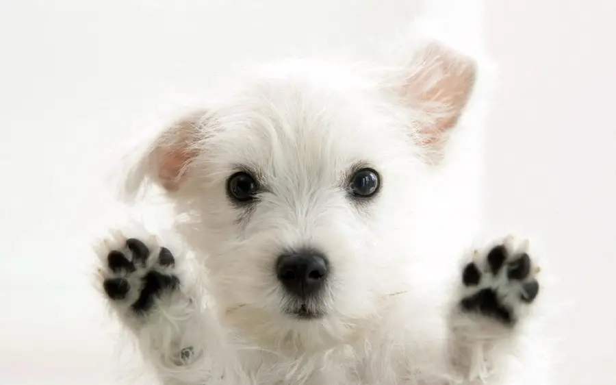 White Puppy Photo for Profile and Desktop Background