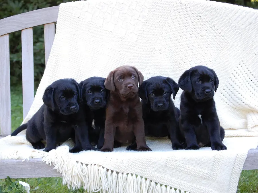 Attractive Black Labrador Retriever Wallpaper for Profile