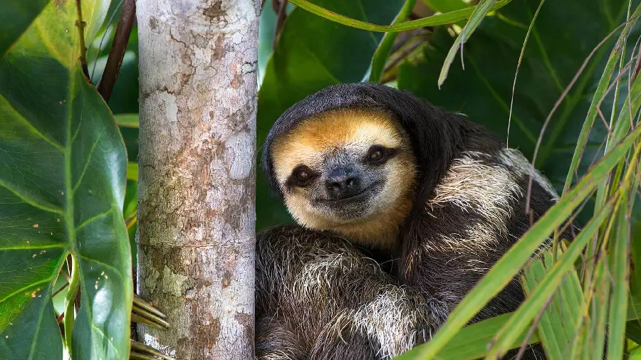 High quality background photo of pale-throated sloth