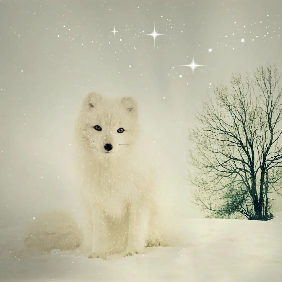 Amazing Quality Profile Photo of Arctic Fox