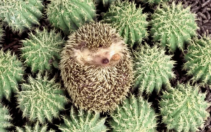 Baby hedgehog wallpaper with prickly cactus background