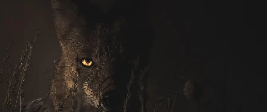 Scary stock photo taken at night of a lone jackal