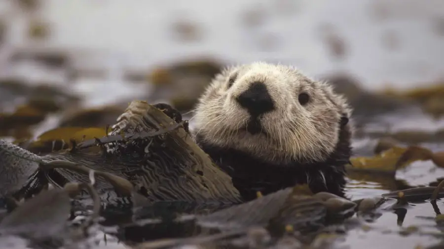 HD beaver wallpaper for desktop and laptop 