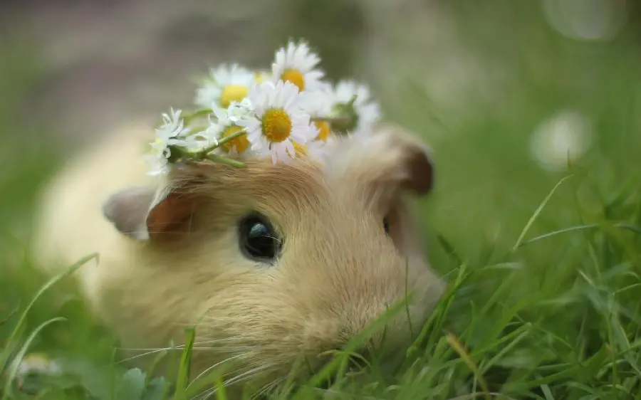 Little Hamster Profile Picture