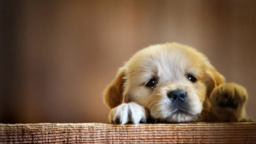 Cute background for the desktop of a salty Golden Retriever puppy