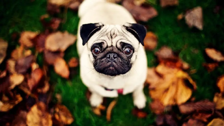 Special and spectacular background of the aristocratic Pug dog