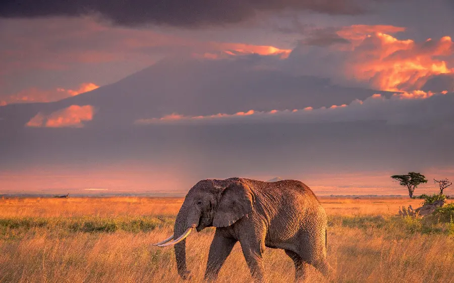 Download stock photos of incredibly beautiful nature and a lonely calm elephant 