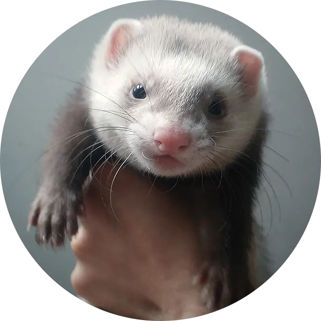 Stock photo of otter PNG for Instagram highlight cover