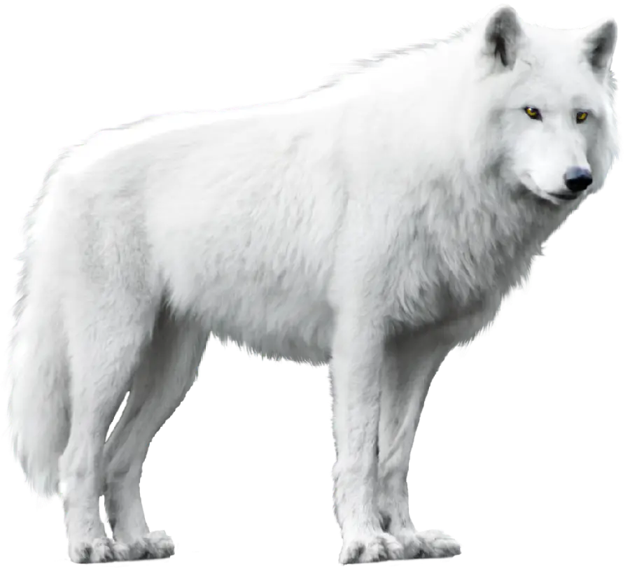Real Wolf Wallpaper PNG for Blog and Website Design