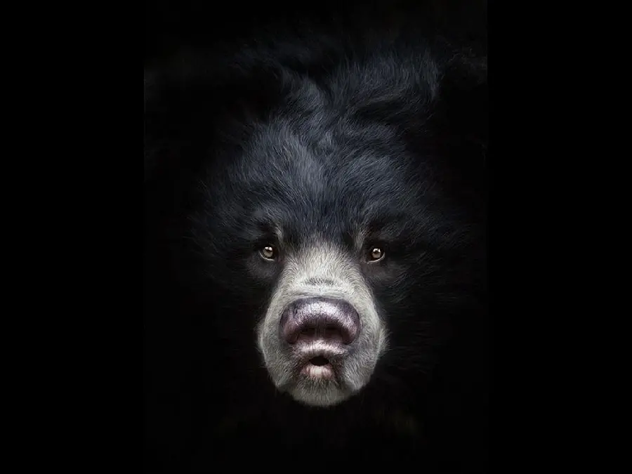 Scary black bear wallpaper HD animation