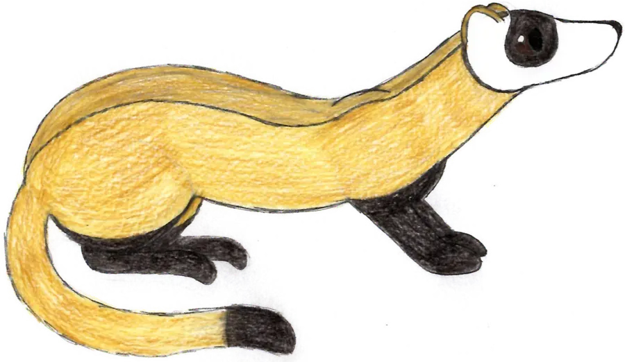 Simple and Special Design Otter Background Image PNG