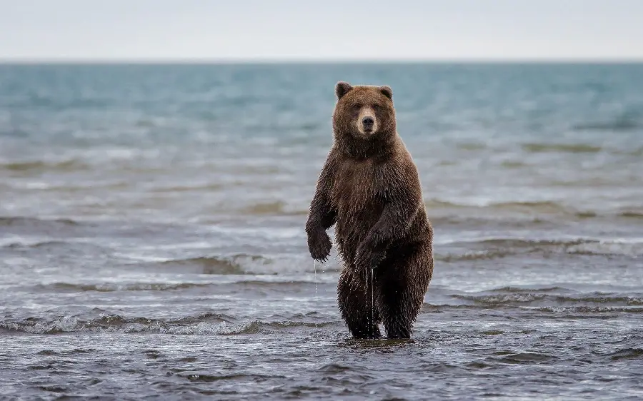 Real adult bear background photo HD for printing on t-shirts