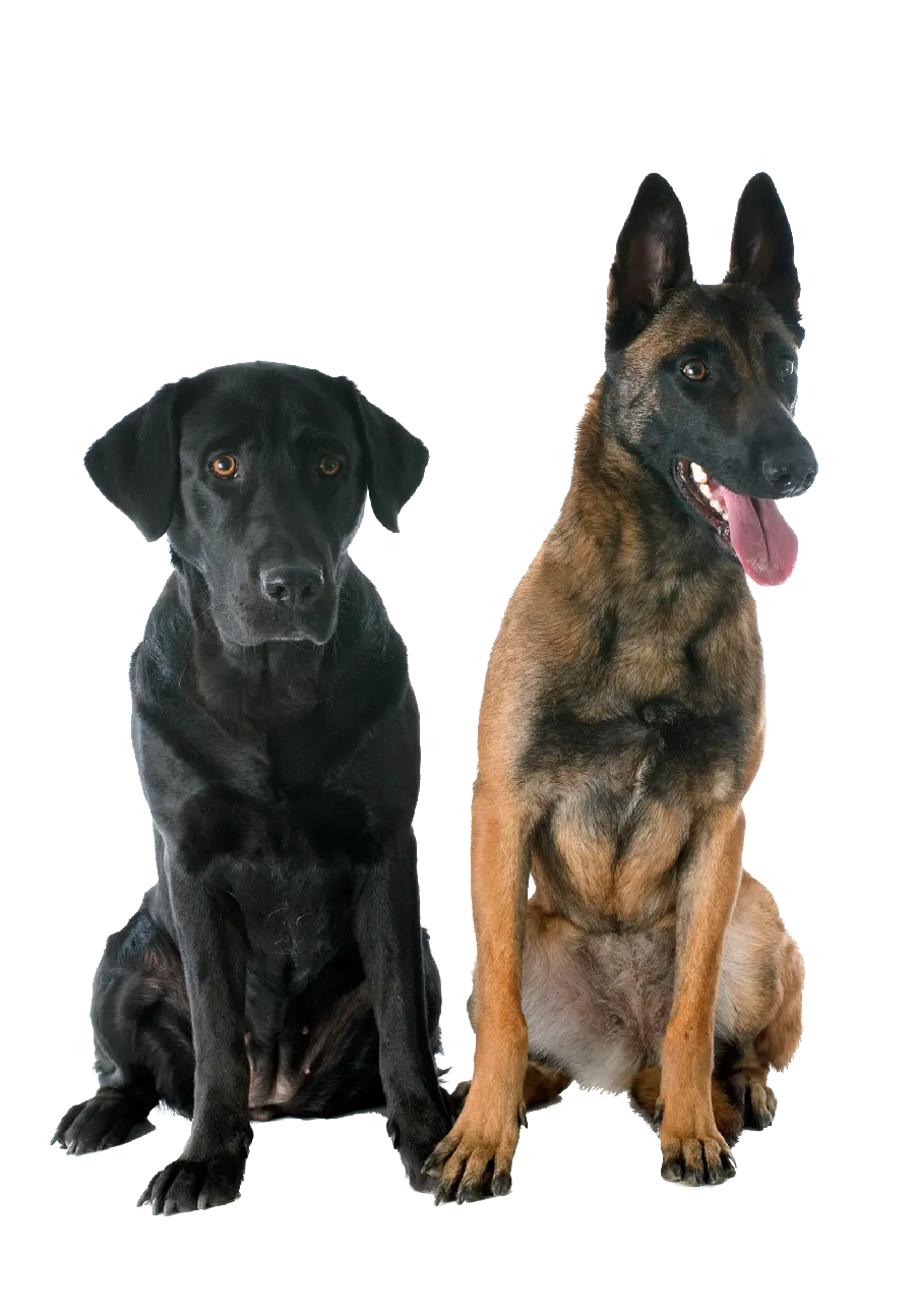 Download Real Dog Background PNG for Image Editors