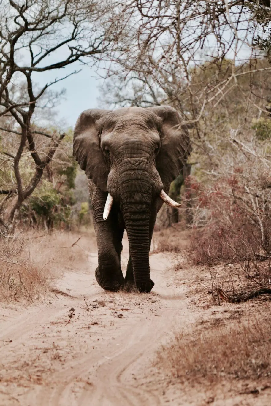 An image of a huge movie in Africa for use in the background of Windows mobile 