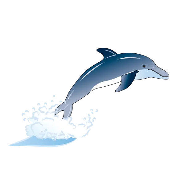 Dolphin PNG Image for Use