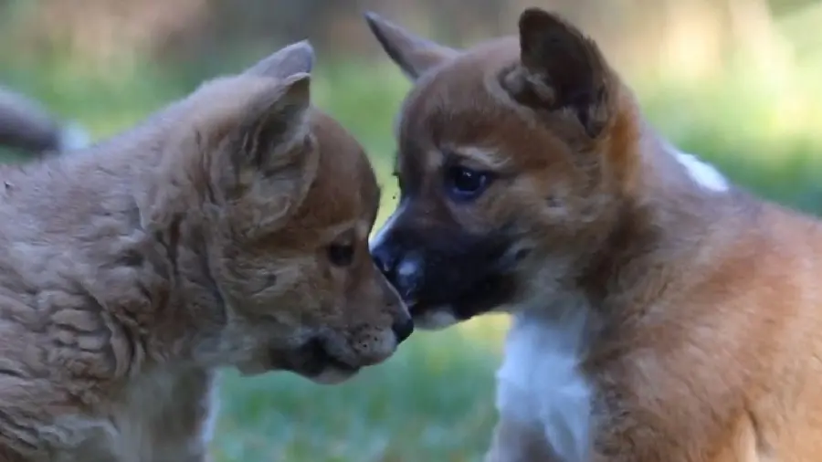Photo of Australian Wild Dog babies on a blurred background