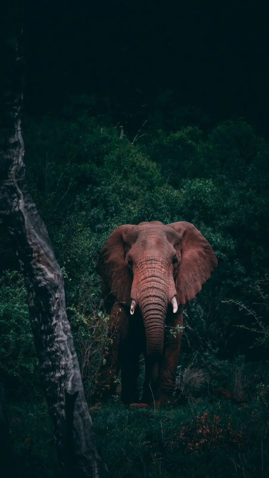 The most beautiful and attractive photo taken of a brown elephant in the forest for wallpaper and background