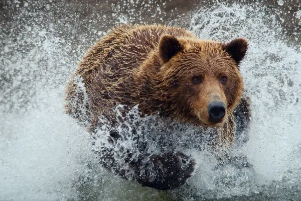 Image of a grizzly bear cub or North American brown bear