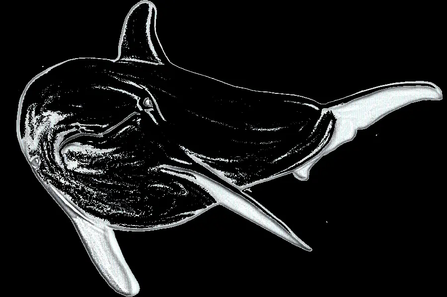 Transparent Dolphin Image for Design Use