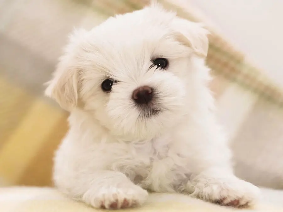 Cute White Puppy Desktop Background