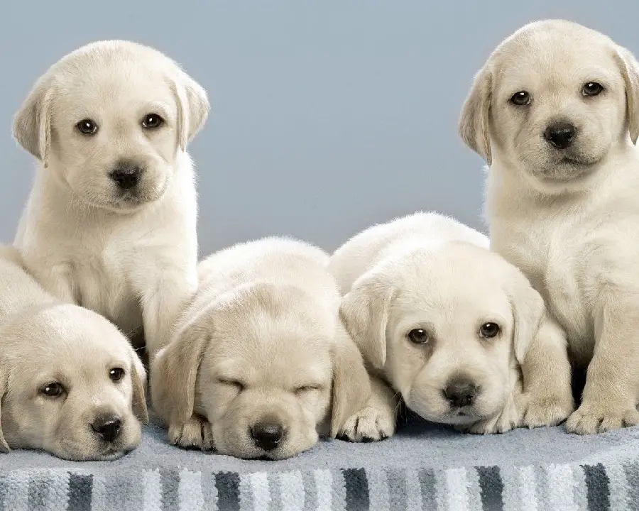 Labrador Retriever Profile Picture for Veterinarians