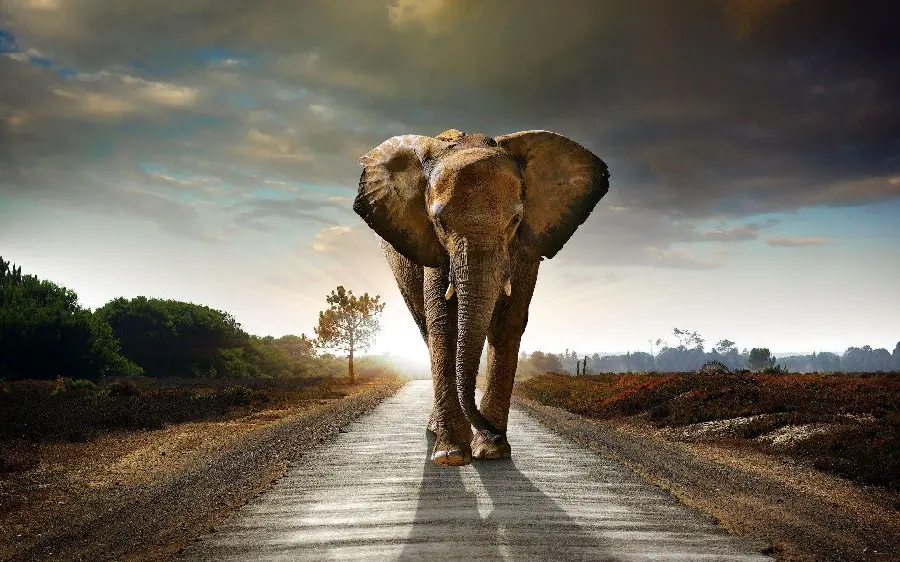 A picture of an elephant walking on a long and large road 