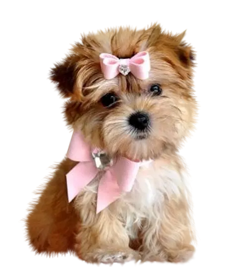 Download Interesting and Spectacular Photos of Real Dogs in PNG Format