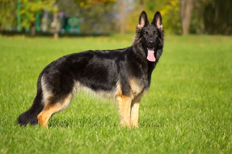 High Quality Photo of German Shepherd Rex Dog for Profile 