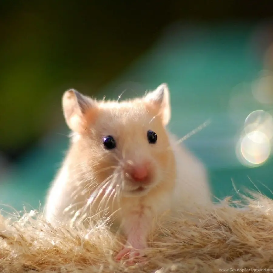 Profile of a hamster looking at the horizon