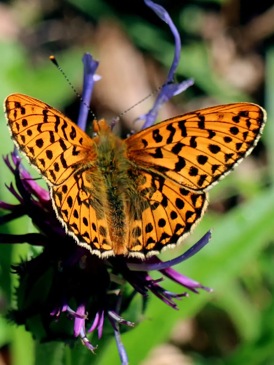 Stylish background for iPhone butterfly with wings design Leopard