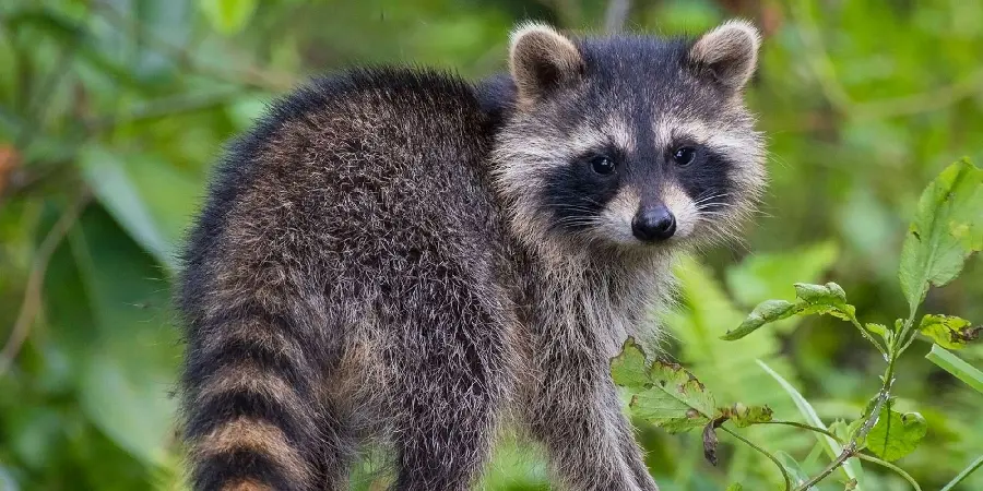 Beautiful baby raccoon photo of Guadeloupe with special quality 