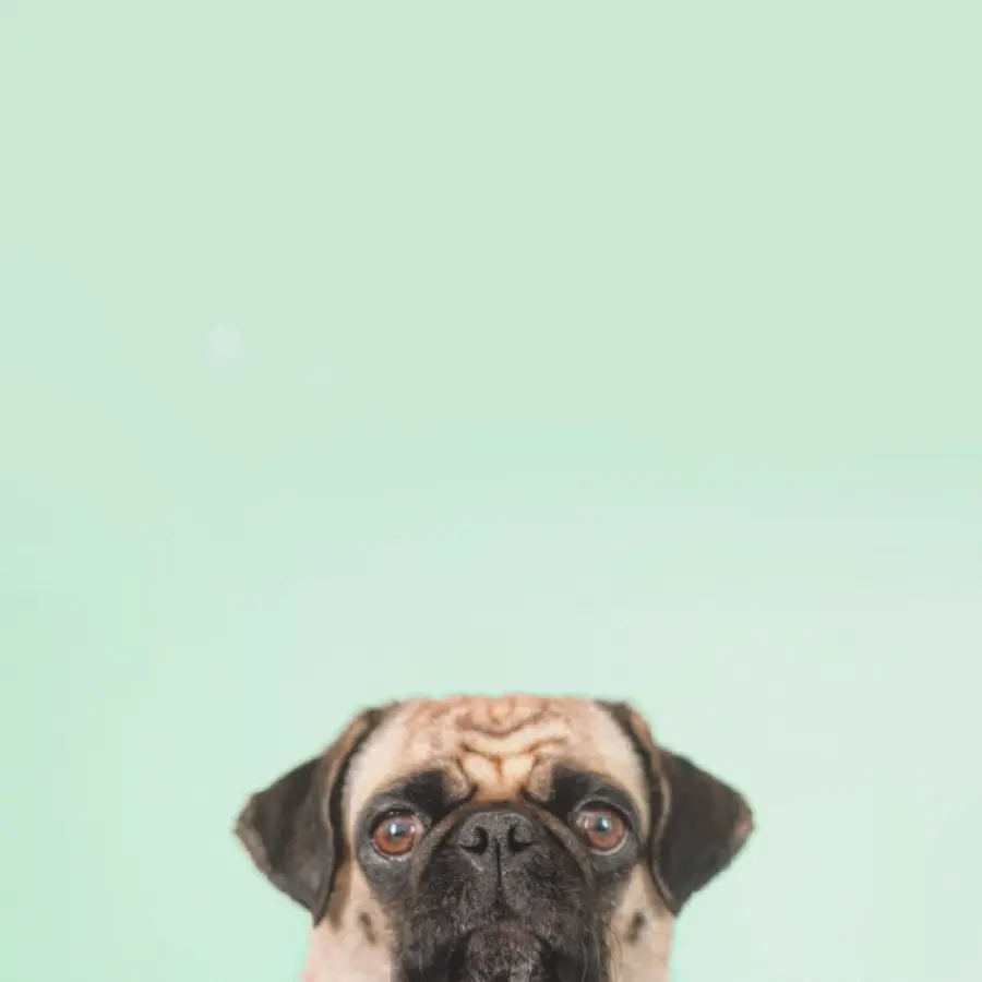 Minimalist dog full hd profile photo