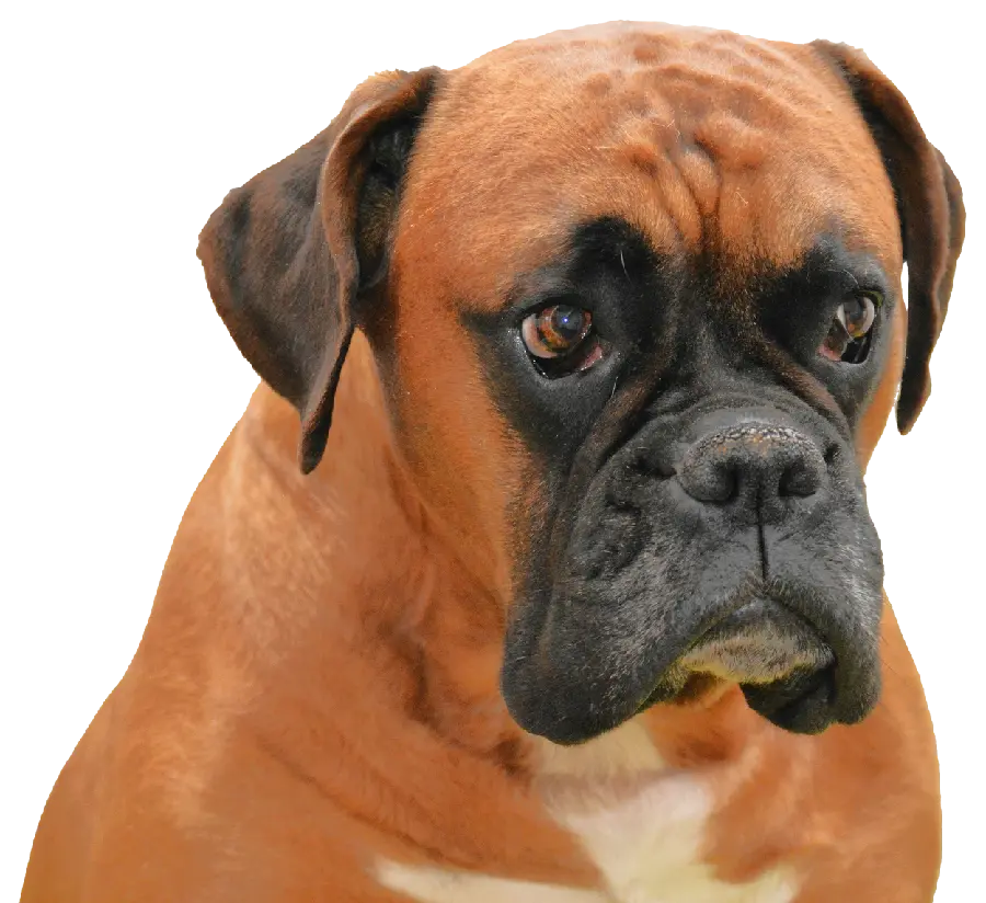 Real Boxer Dog Profile Picture PNG for Social Media 