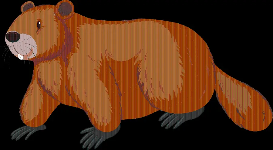Beaver