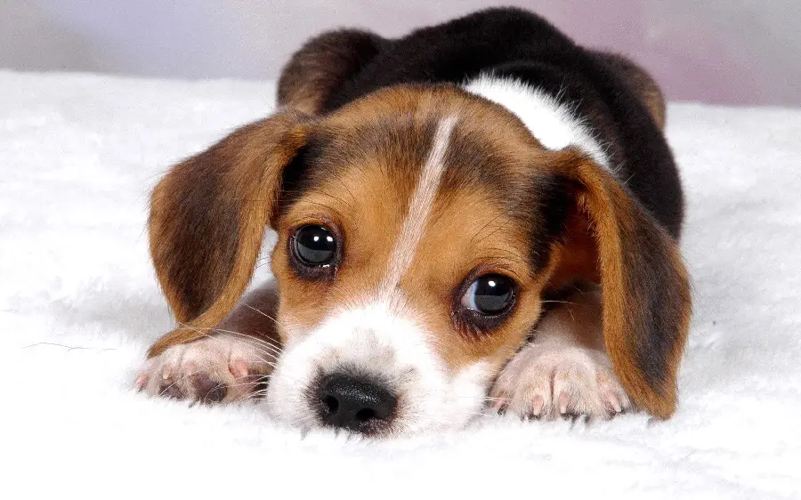 Photo of a cute baby Beagle with big black eyes