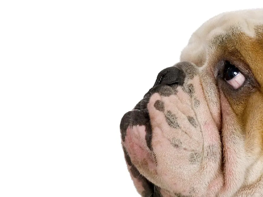 Stock photo of an English bulldog for desktop background 
