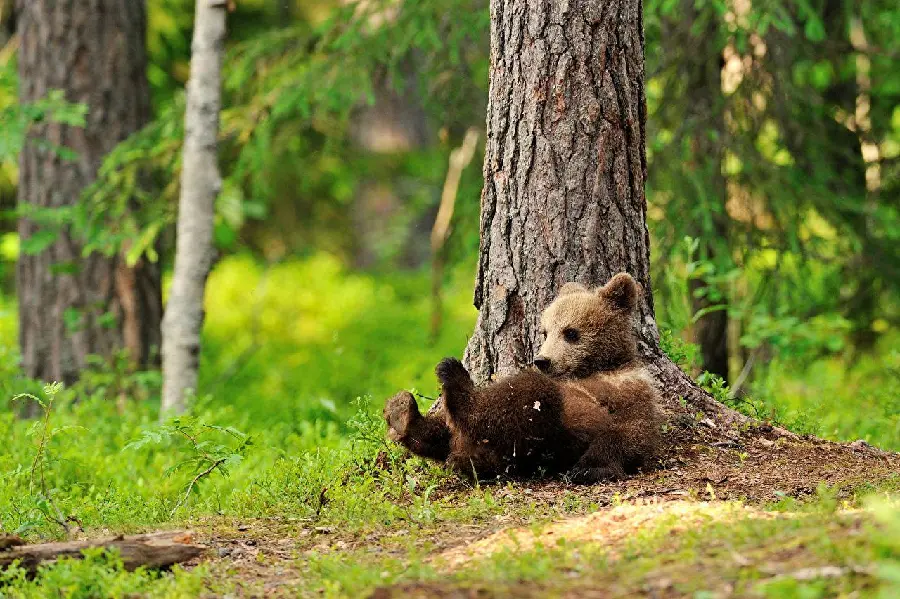 Playful bear cub photo for social media profiles