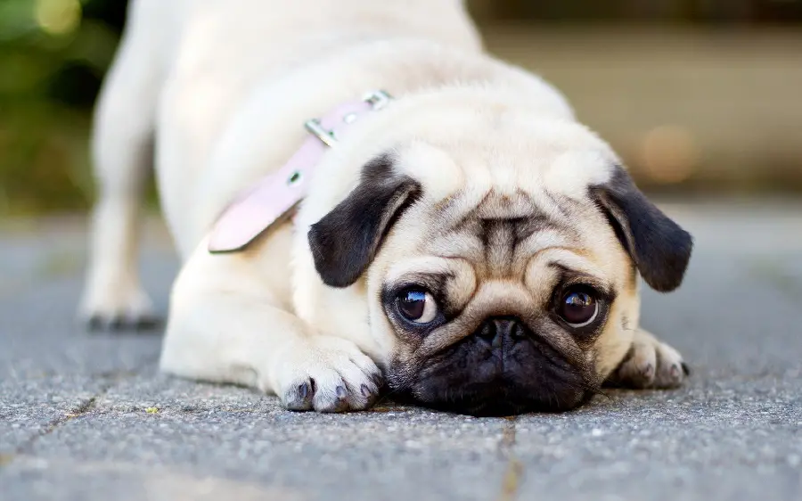 High Quality Pug Dog Laptop and Desktop Wallpaper