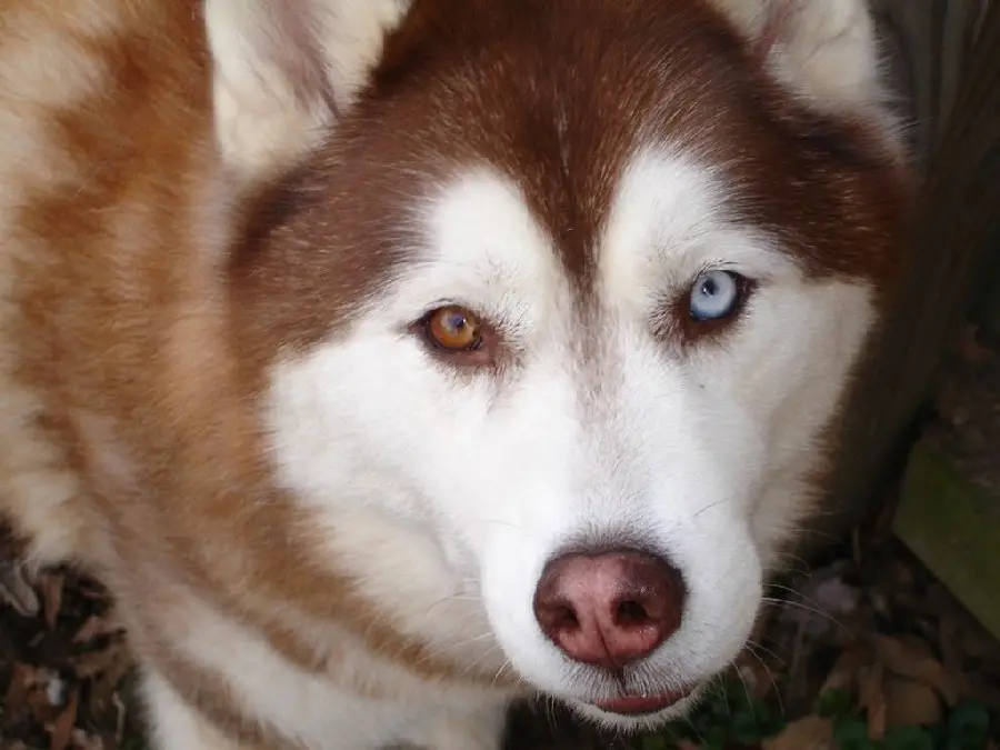 Unique background of a husky Red for computer