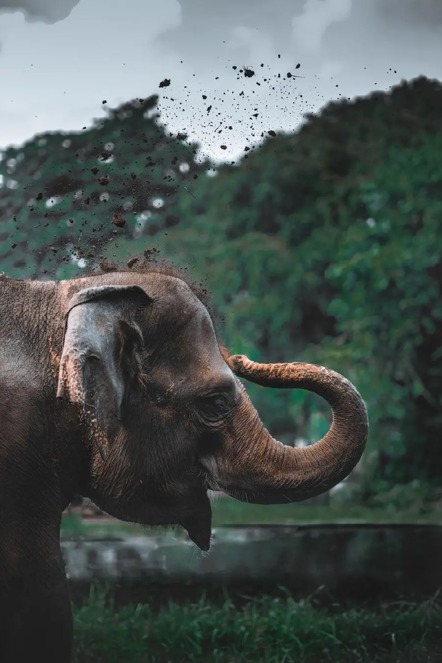 The most beautiful and delicious picture of a baby elephant taking a shower