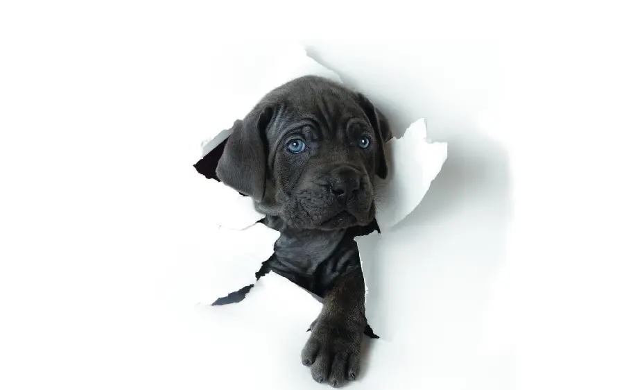 Awesome and great photoshop photo of a black blue-eyed puppy
