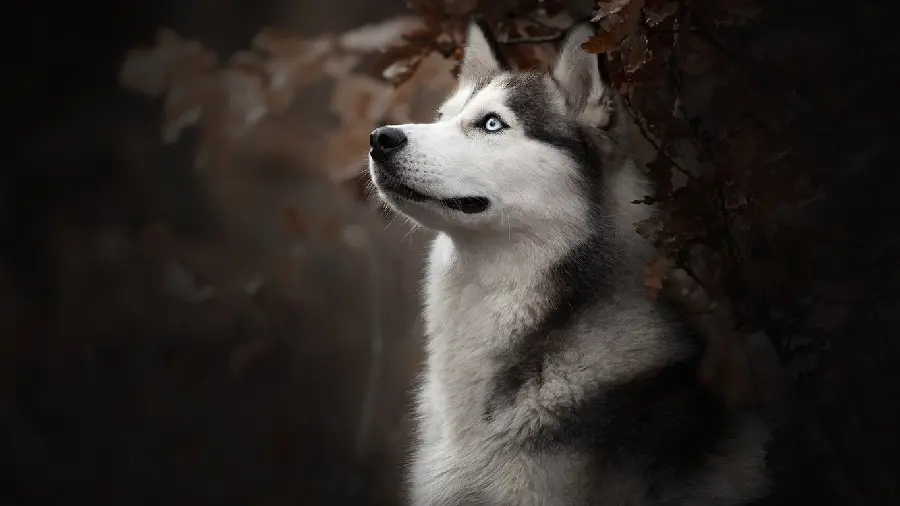 Download spectacular photo of blue-eyed Husky in high quality 