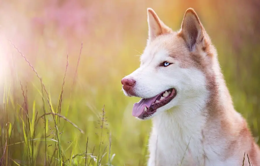 Download Red Husky Profile Picture High Quality
