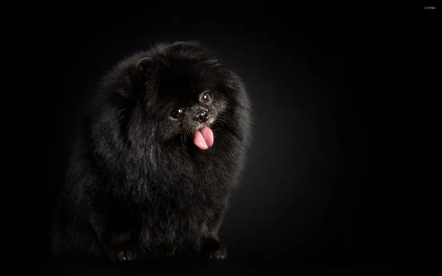 A very beautiful wallpaper of a small black Pomeranian dog