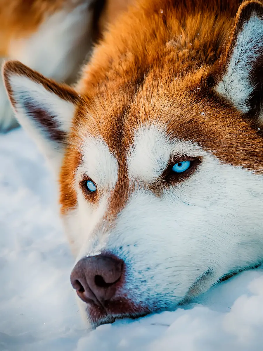 Beautiful background of a red husky with blue eyes for a tablet