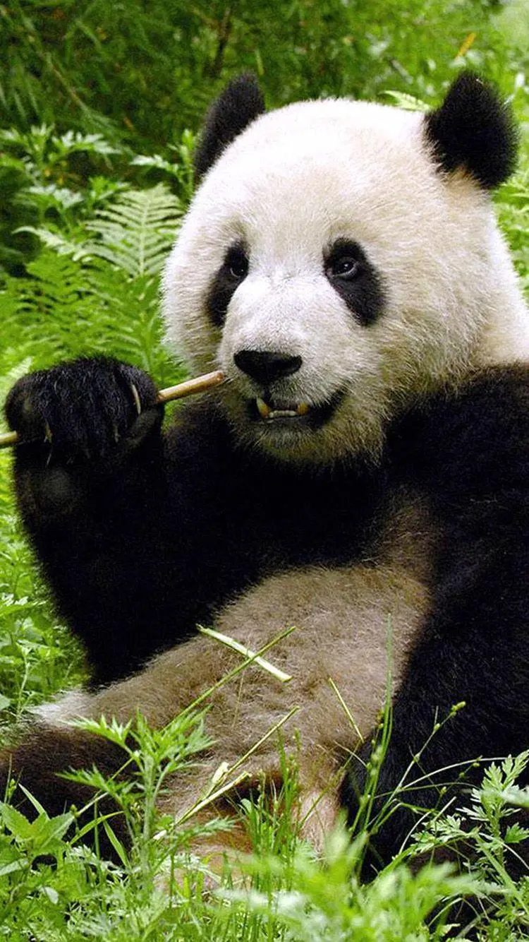 Download the most attractive photos of pandas for iPhone